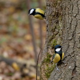 Birds in the Belgian Ardennes